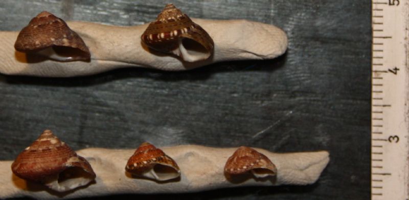 da determinare: Gibbula umbilicaris?